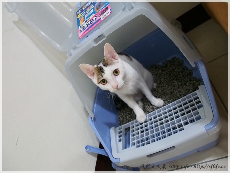 開箱《日本 IRIS 雙層抽屜貓砂屋》用松木砂取代礦砂家裡不再沙漠化
