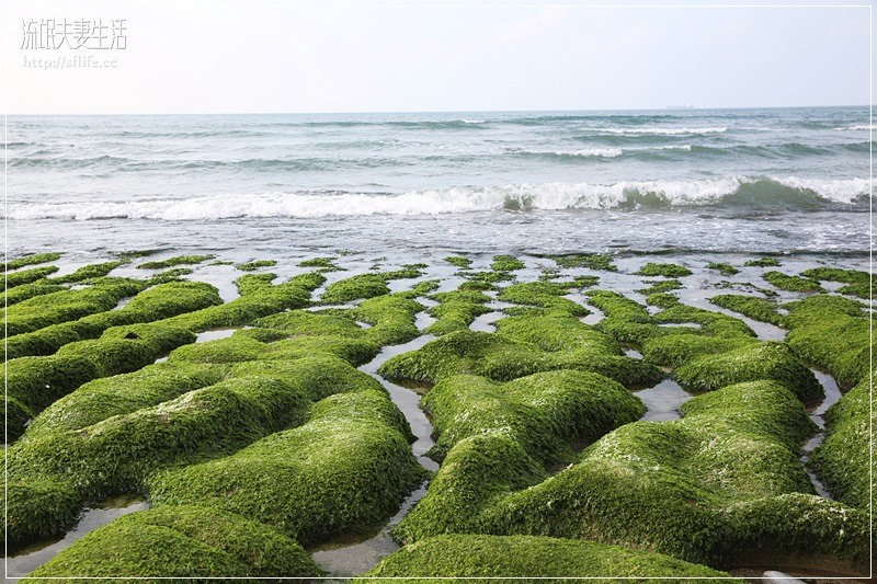 台北石門景點推薦《石門老梅綠石槽》季節限定的海藻海蝕溝