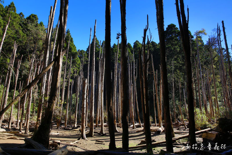 南投杉林溪景點推薦：忘憂森林，一個夢幻遠離塵囂的美景