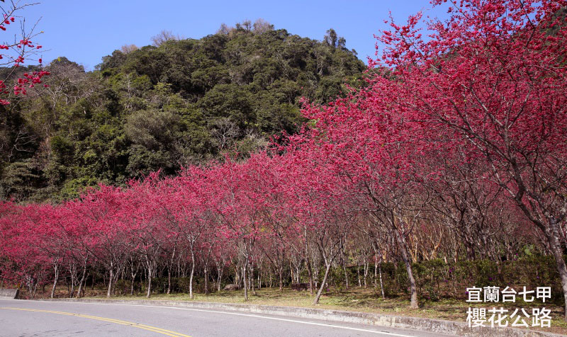 宜蘭賞櫻景點台七甲 2 公里，茂密盛開的櫻花林 ♥ 超夢幻！